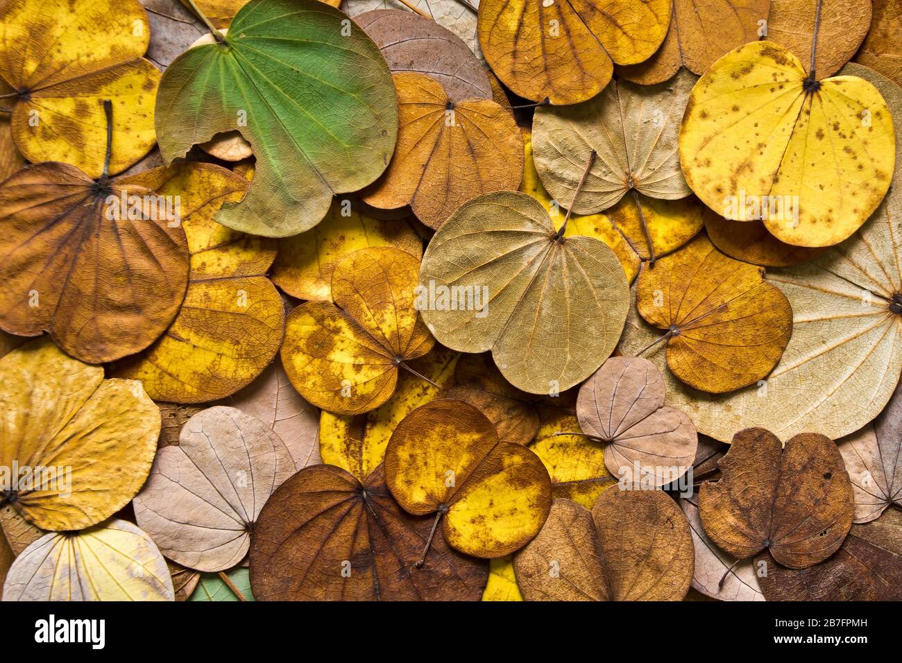 Bunte Blätter fallen im Herbst vom Schmetterlingsbaum Stockfoto
