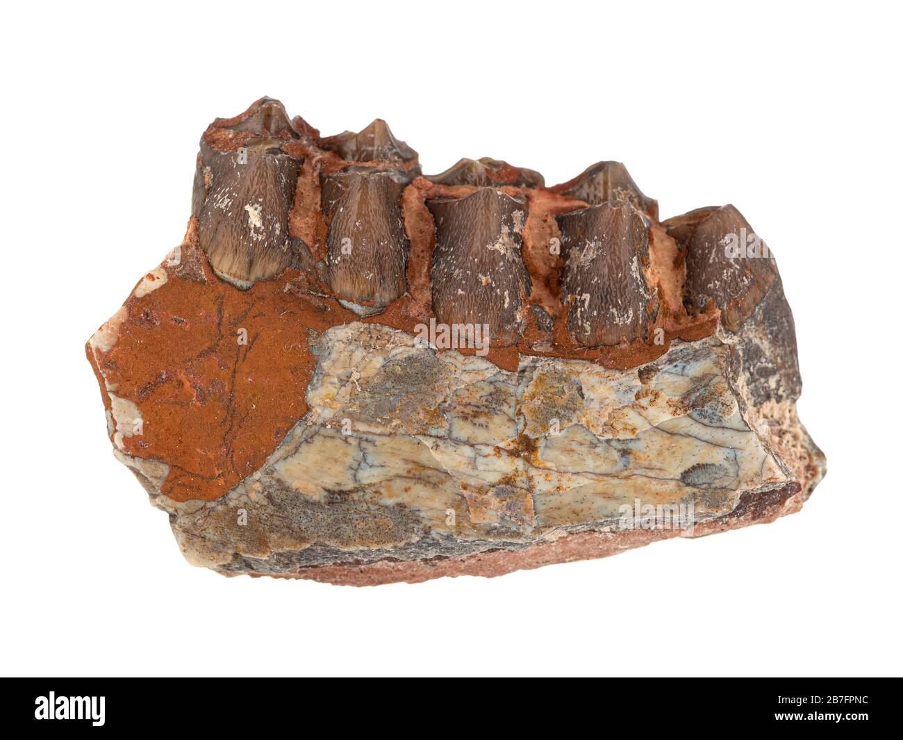 Fragment eines fossilen Kiefers und 5 Zähne eines Oreodont (Merycoidodon), eines erloschenen herbivoren schweinartigen Säugetiers aus dem späten Eozän-Frühmiozäns Stockfoto