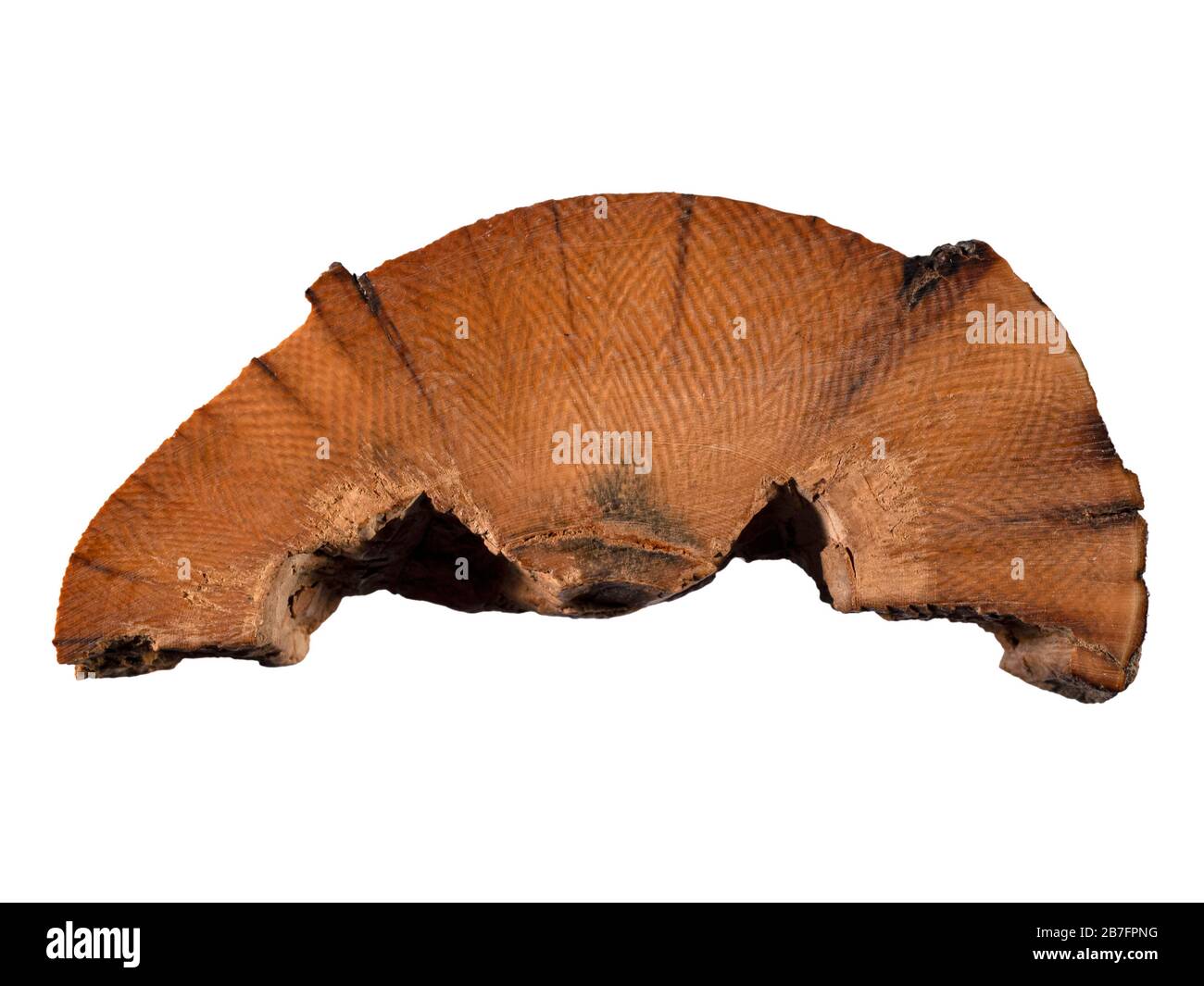 Querschnitt des fossilen wolligen Mammuttusks, Mammuthus primigenius. Gesammelt in Bristol Bay, Alaska Stockfoto