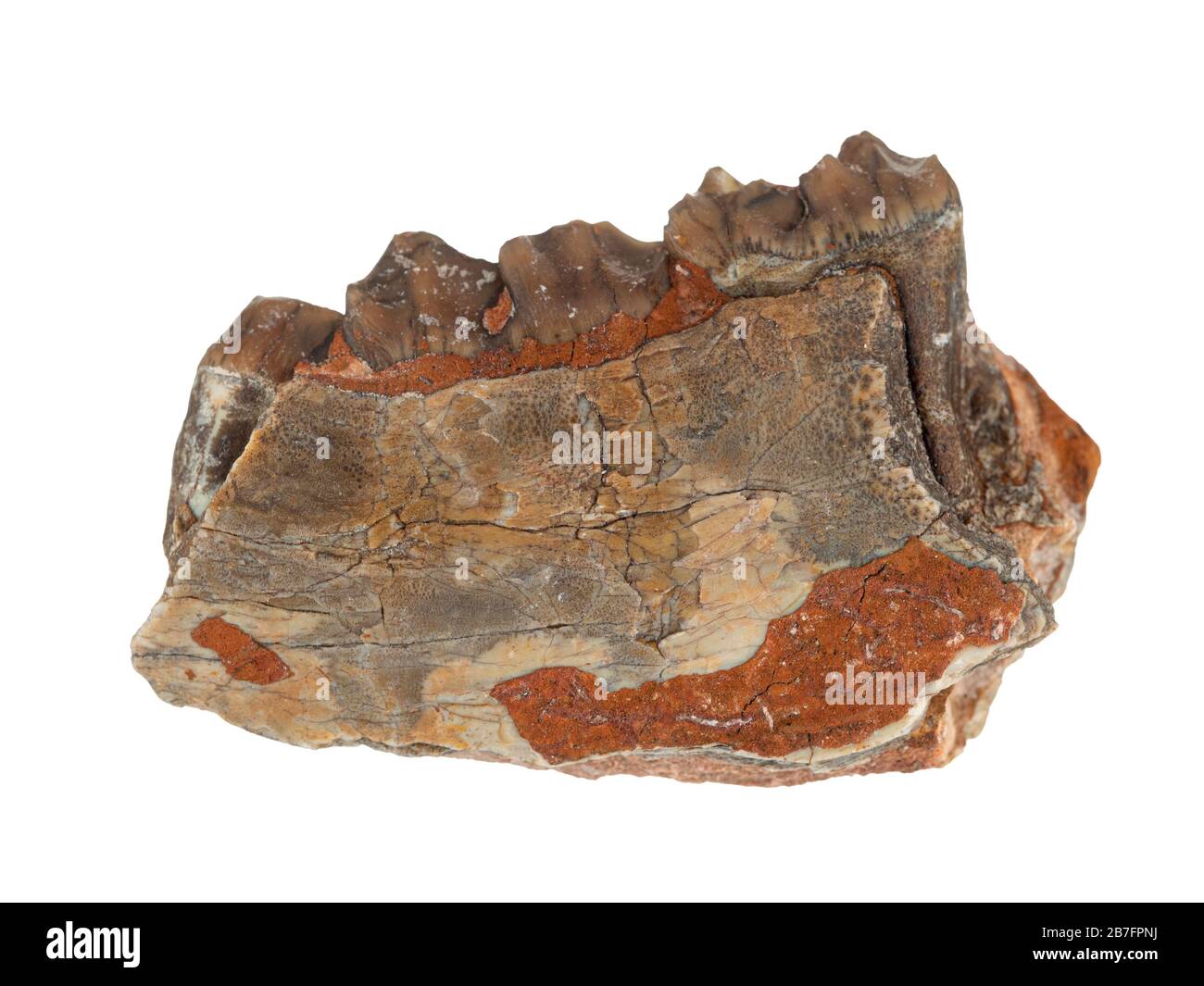 Fragment eines fossilen Kiefers und der Zähne eines Oreodont (Merycoidodon), eines erloschenen herbivoren schweinartigen Säugetiers aus dem späten Eozän-frühen Miozän-Epochen. Stockfoto