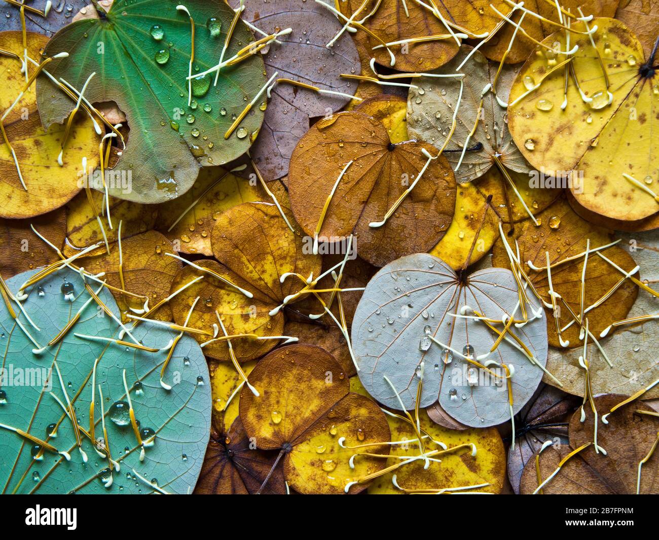 Bunte Blätter fallen im Herbst vom Schmetterlingsbaum Stockfoto