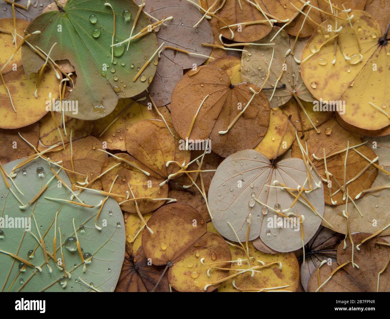 Bunte Blätter fallen im Herbst vom Schmetterlingsbaum Stockfoto