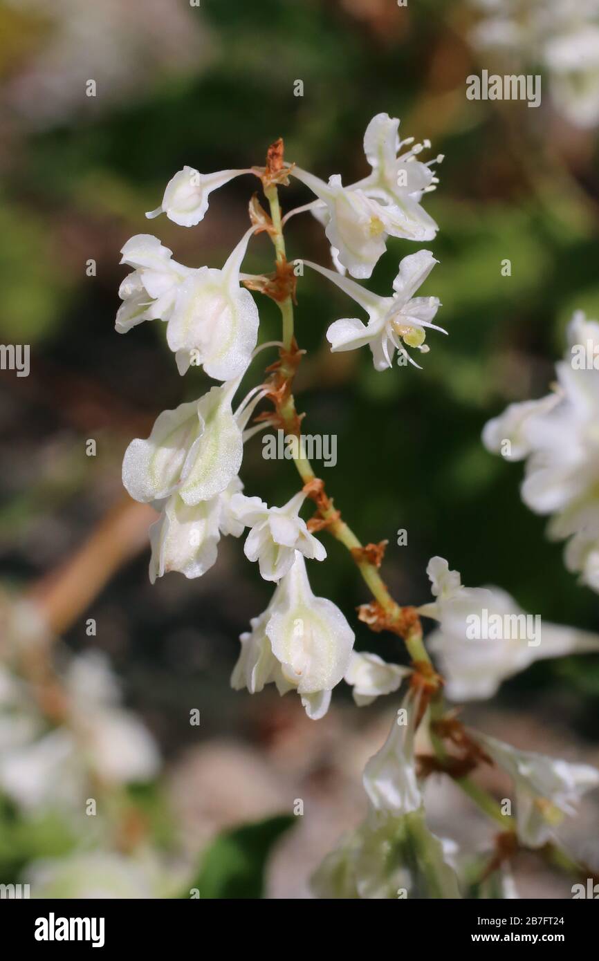 Fallopia baldschuanica - Wilde Pflanzen schossen im Herbst. Herbst Stockfoto