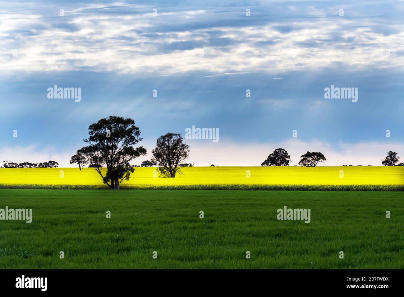 Die lebhaften Farben der Canola-Felder im ländlichen Victoria, die von der durch die Wolken brechenden Sonne beleuchtet werden. In der Nähe von Moyston, Victoria, Australien Stockfoto