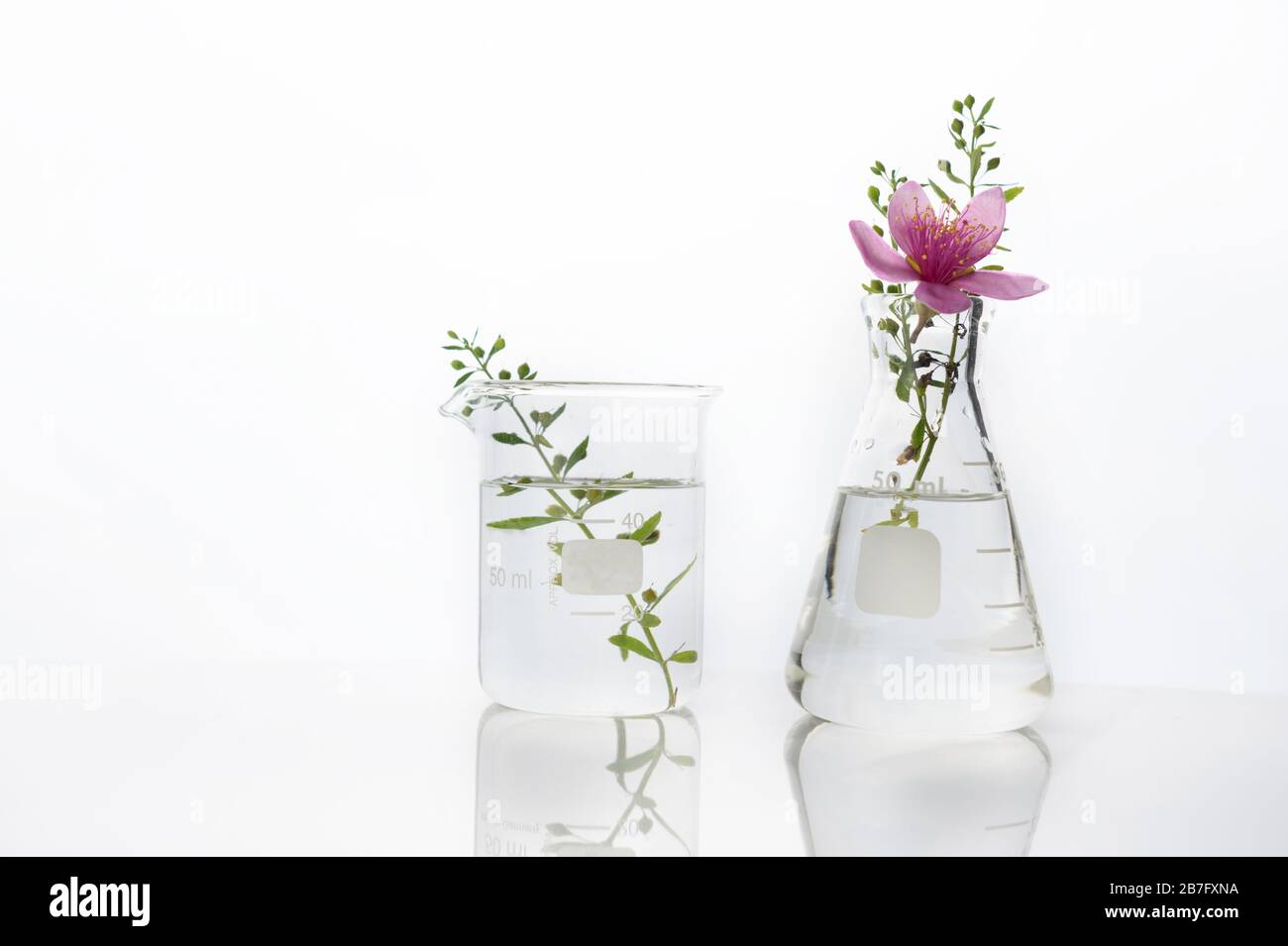 Natürliche rosafarbene Blume und grüne Kräuterpflanze in Glaskolben und Becher medizinische Gesundheitswissenschaft weißer Laborhintergrund Stockfoto