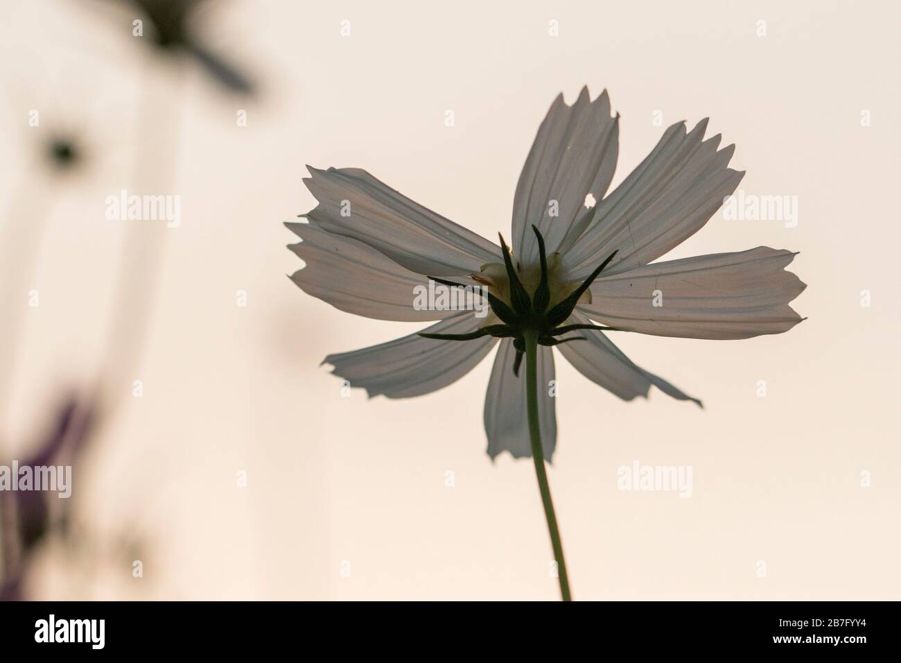Bangladesch ist ein Land von sechs Jahreszeiten. Jede Saison hat einige schöne Blumen. Verschiedene Ansichten bangladeschischer Blumen in verschiedenen Farben schaffen Schönheit. Stockfoto