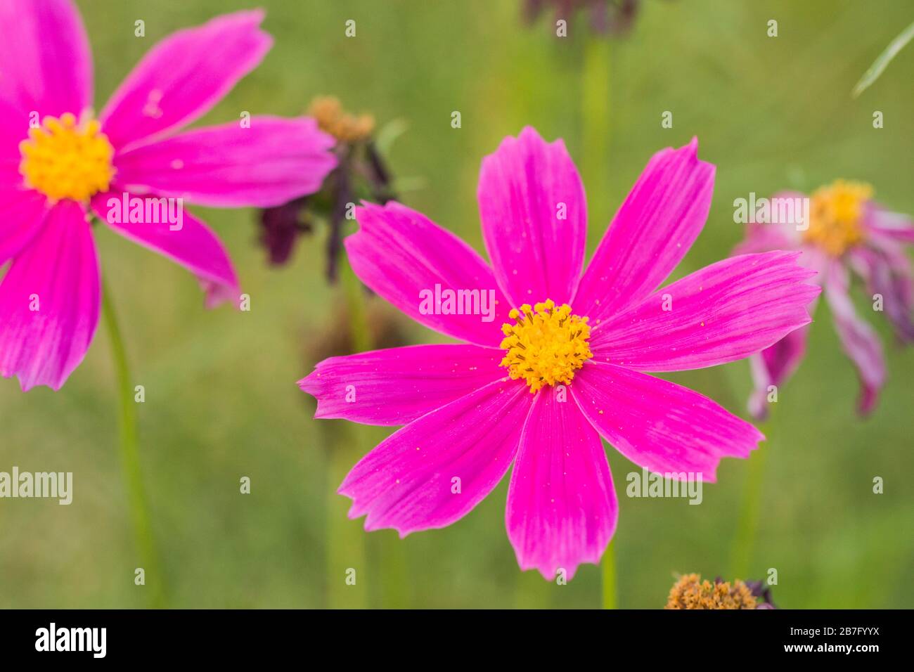 Bangladesch ist ein Land von sechs Jahreszeiten. Jede Saison hat einige schöne Blumen. Verschiedene Ansichten bangladeschischer Blumen in verschiedenen Farben schaffen Schönheit. Stockfoto