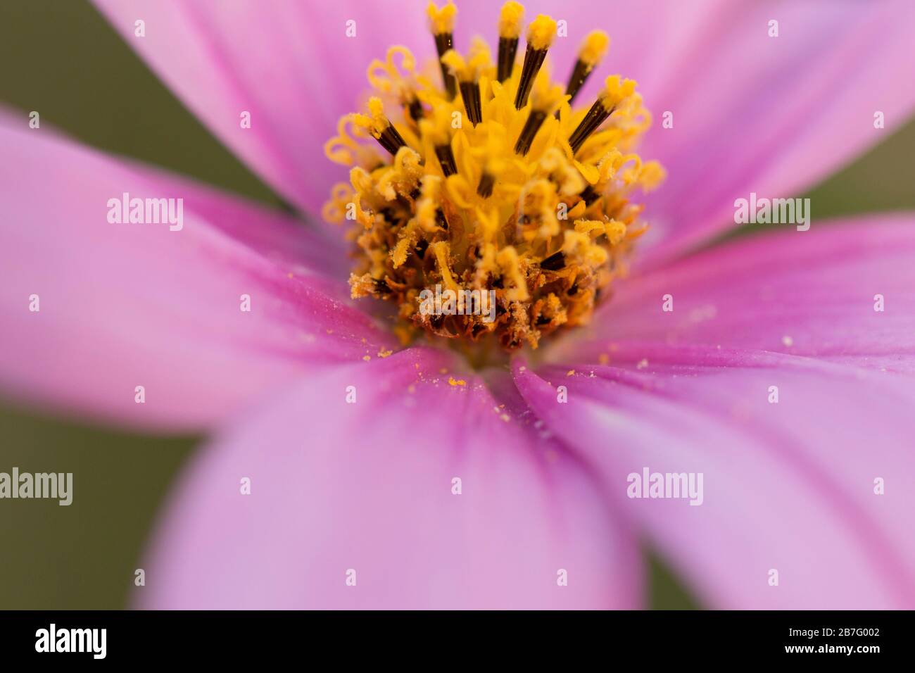 Bangladesch ist ein Land von sechs Jahreszeiten. Jede Saison hat einige schöne Blumen. Verschiedene Ansichten bangladeschischer Blumen in verschiedenen Farben schaffen Schönheit. Stockfoto