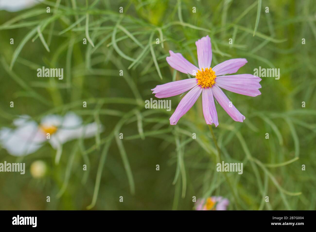 Bangladesch ist ein Land von sechs Jahreszeiten. Jede Saison hat einige schöne Blumen. Verschiedene Ansichten bangladeschischer Blumen in verschiedenen Farben schaffen Schönheit. Stockfoto