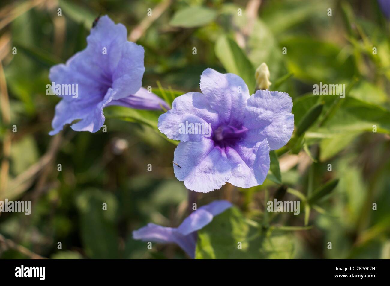 Bangladesch ist ein Land von sechs Jahreszeiten. Jede Saison hat einige schöne Blumen. Verschiedene Ansichten bangladeschischer Blumen in verschiedenen Farben schaffen Schönheit. Stockfoto