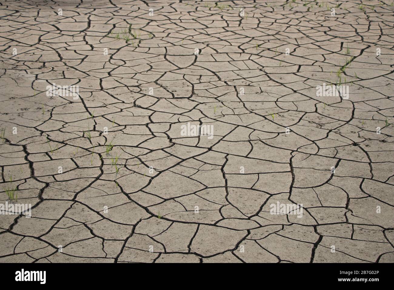 Die zerbrochenen Bodenmuster zeigen die Auswirkungen der Dürre und des Klimawandels in Bangladesch. Das Ackerland wird aufgrund mangelnder Bewässerung geknackt. Stockfoto