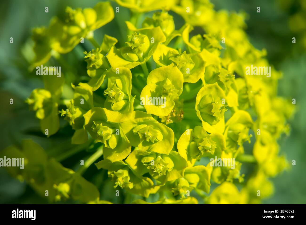 Strüpfchen von leuchtend gelben Spruzblüten im unscharfen grünen Hintergrund Stockfoto