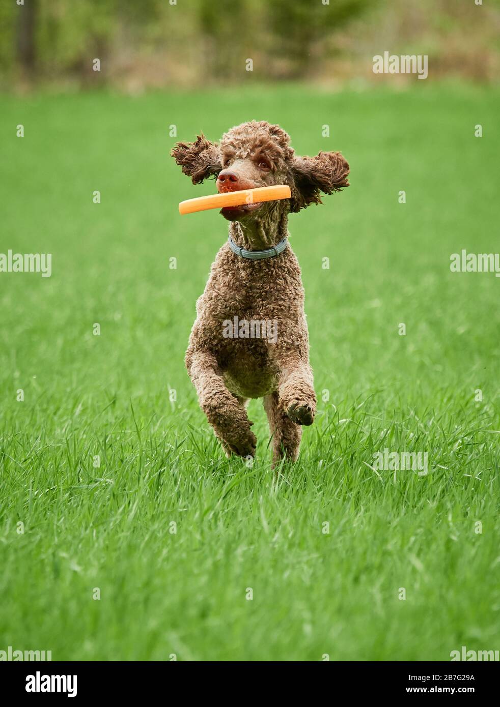 Braun standard poodle Laufen und Springen freudig auf einer Wiese. Verspielter Hund spielen mit einem Spielzeug in der Gras im Sommer. Stockfoto