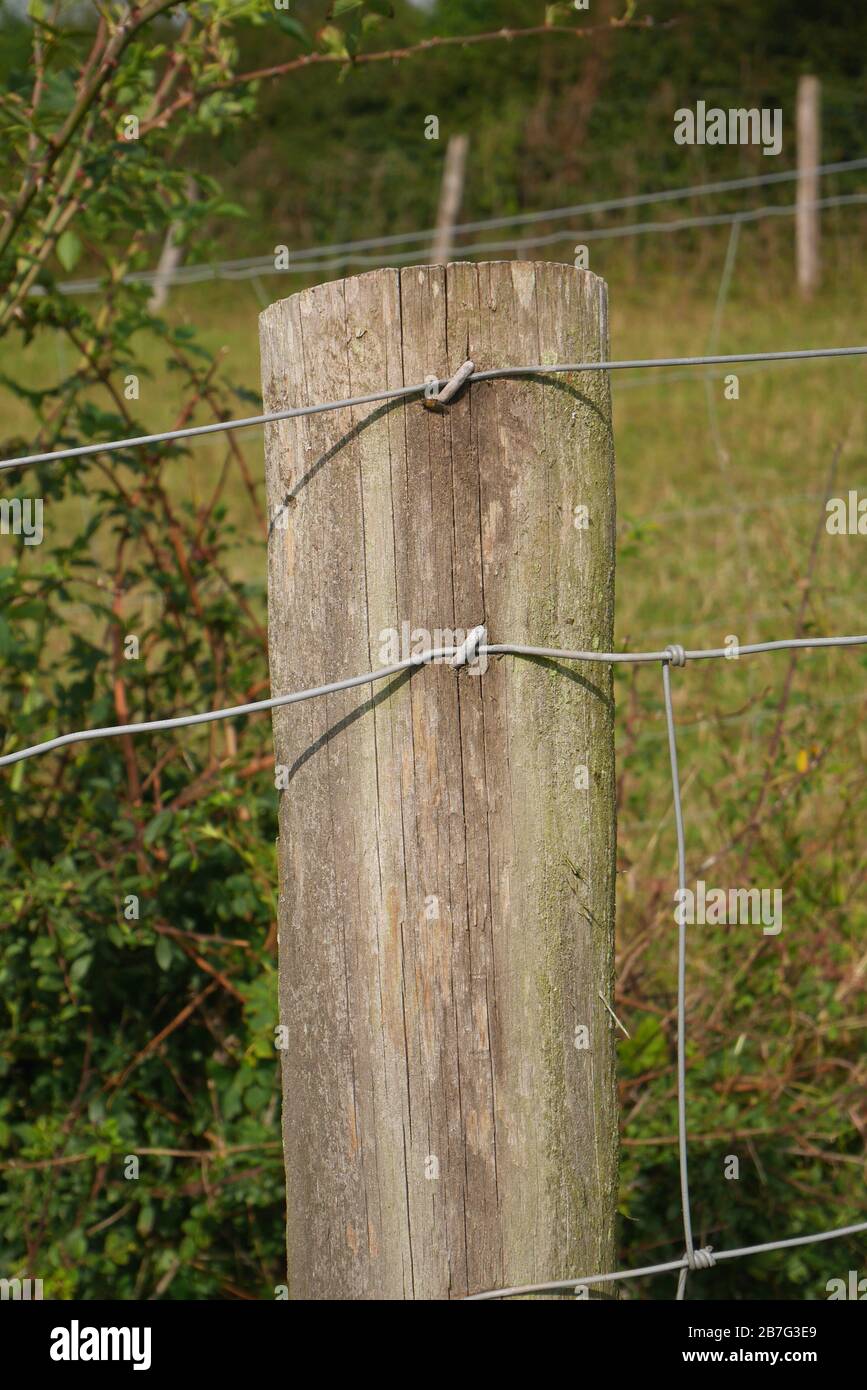 Holzzaunpfosten auf einem Feld auf einer Farm, Herefordshire, England Stockfoto