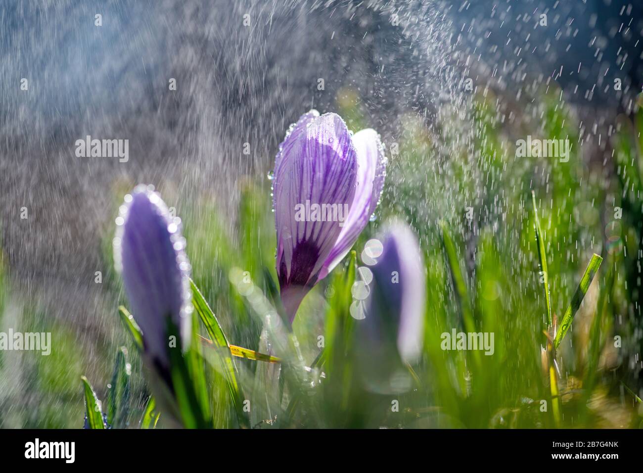 Schöner Frühlingskrokus im Frühlingsregen. Safran im Garten auf dem Rasen. Wassertropfen auf Blumen Stockfoto