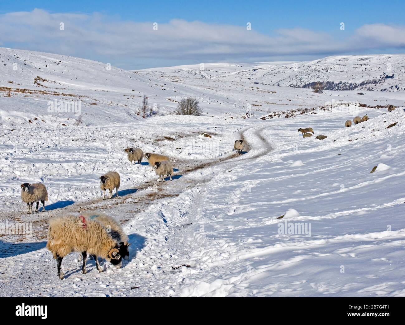 Schafe im Schnee, Swaledale, Yorkshire Stockfoto