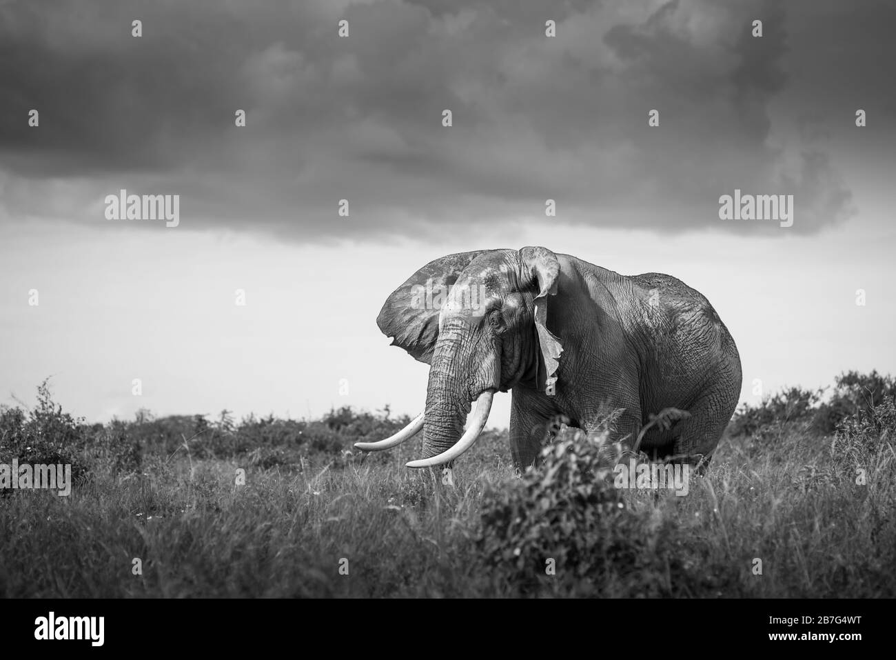 Tsavo East National Park - Elefant isoliert in der Savanne in Afrika, Safari in Tansania, Kenia, Uganda Schwarz-Weiß-Landschaftsfoto amboseli Stockfoto