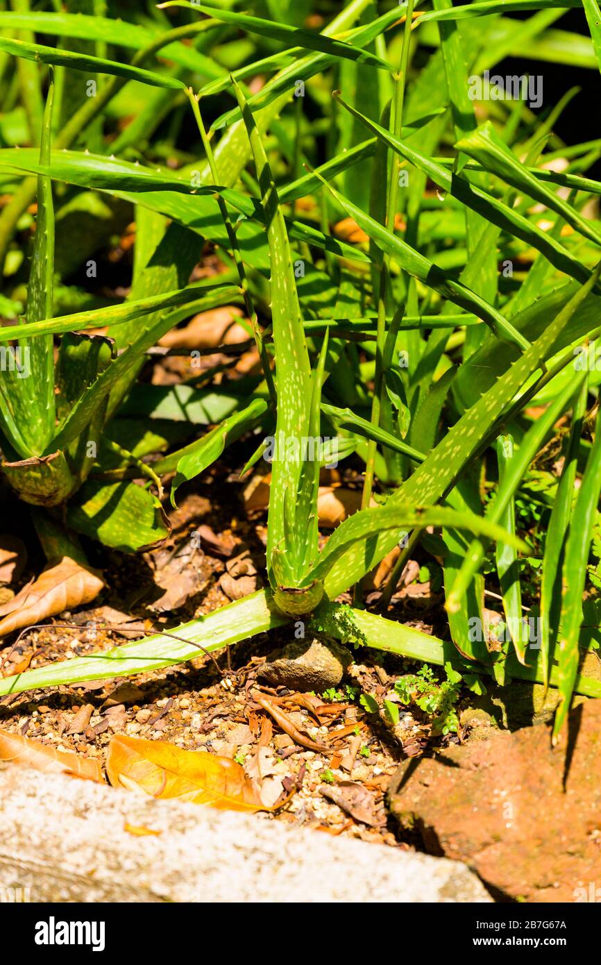 Südasien Sri Lanka Ceylon Ranweli Gewürzgarten Kawudupella Matale Aloevera Aloe Vera Sukkulente Pflanze immergrün mehrjährige medizinische Verwendung fleischige Blätter Stockfoto Südasien Sri Lanka Ceylon Ranweli Gewürzgarten Kawudupella Matale Aloevera Aloe Vera Sukkulente Pflanze immergrün mehrjährige medizinische Verwendung fleischige Blätter Stockfoto