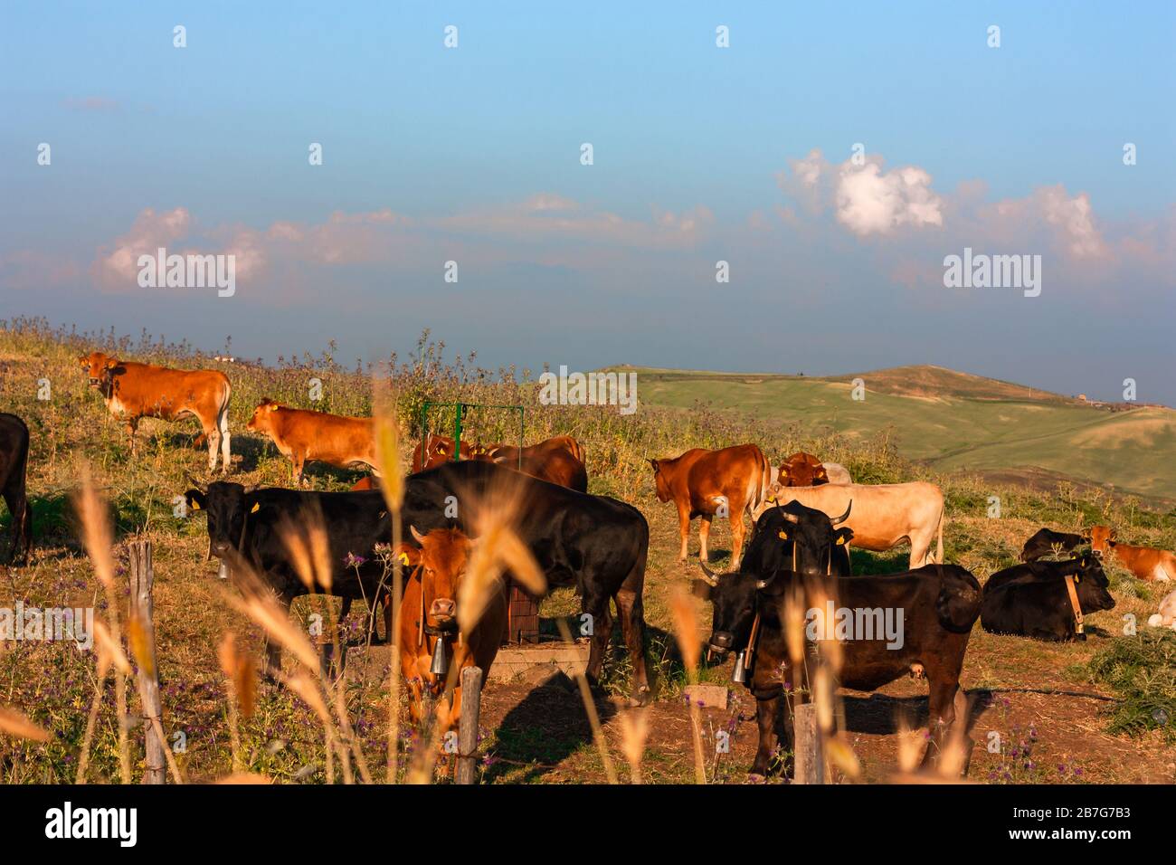 Eine Herde brauner und schwarzer Kühe grast an einem sonnigen Tag auf sizilianischen Hügeln. Rasfocus Vordergrundierung der Ohren von Weizen. Stockfoto
