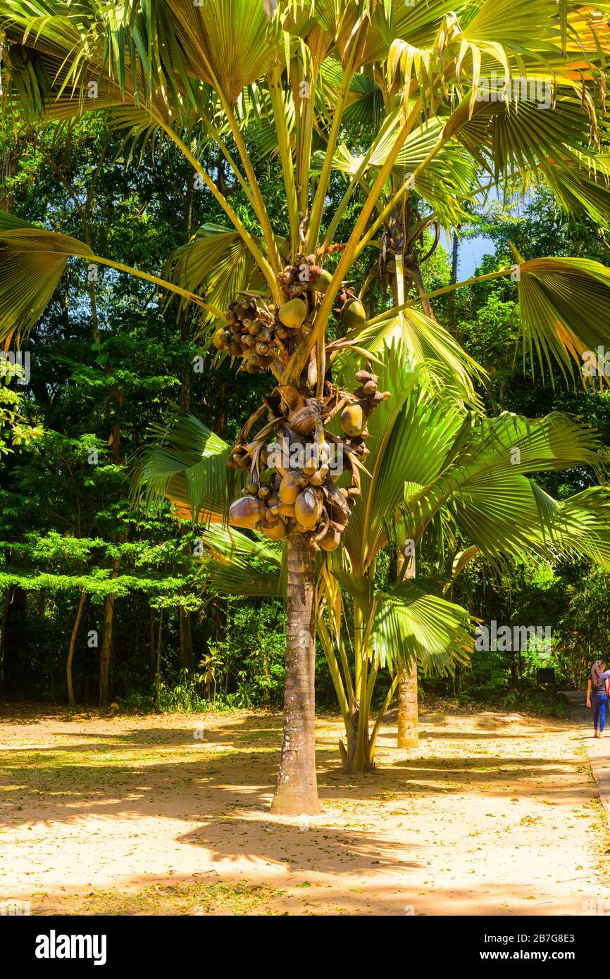 Südasien Sri Lanka Royal Botanical Gardens Perradeniya begann 1371 König Wickramabahu Stockfoto