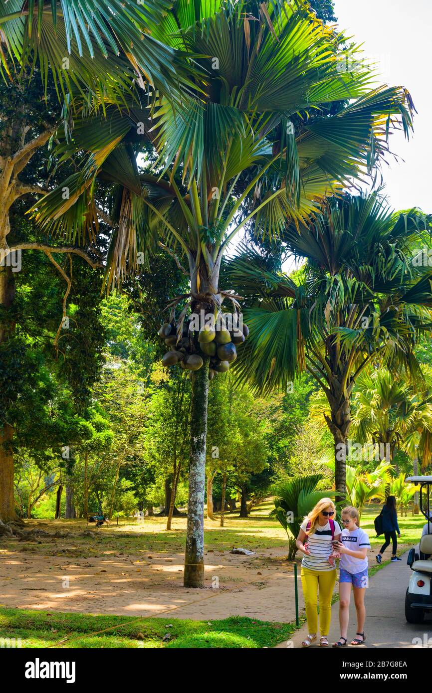 Südasien Sri Lanka Royal Botanical Gardens Perradeniya begann 1371 König Wickramabahu Kokospalme Kokosnüsse Buggy Touristen Arboretum Stockfoto