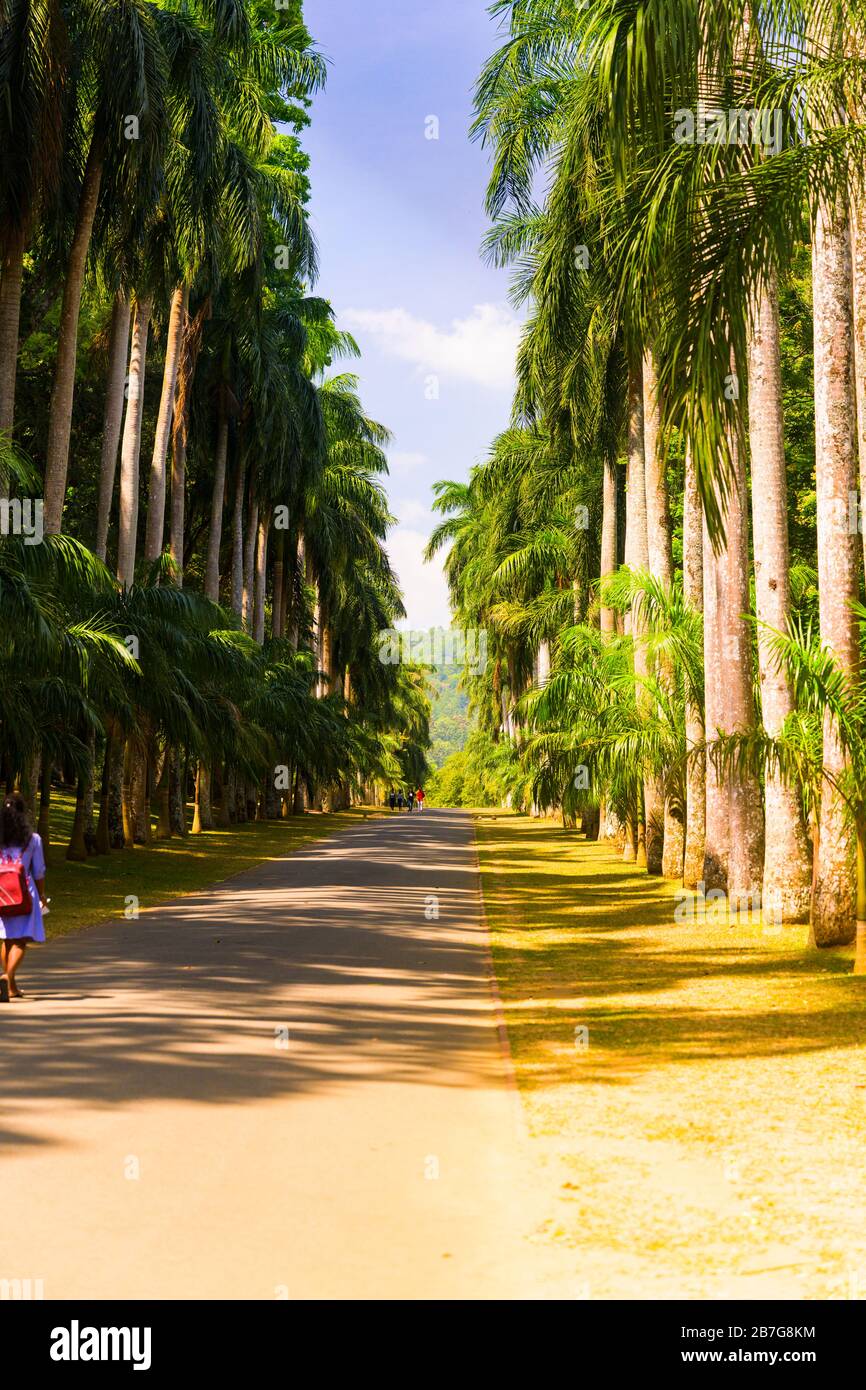 Südasien Sri Lanka Royal Botanical Gardens Perradeniya begann 1371 König Wickramabahu Royal Palm Avenue Roystonia Regia 21 m hoch Stockfoto