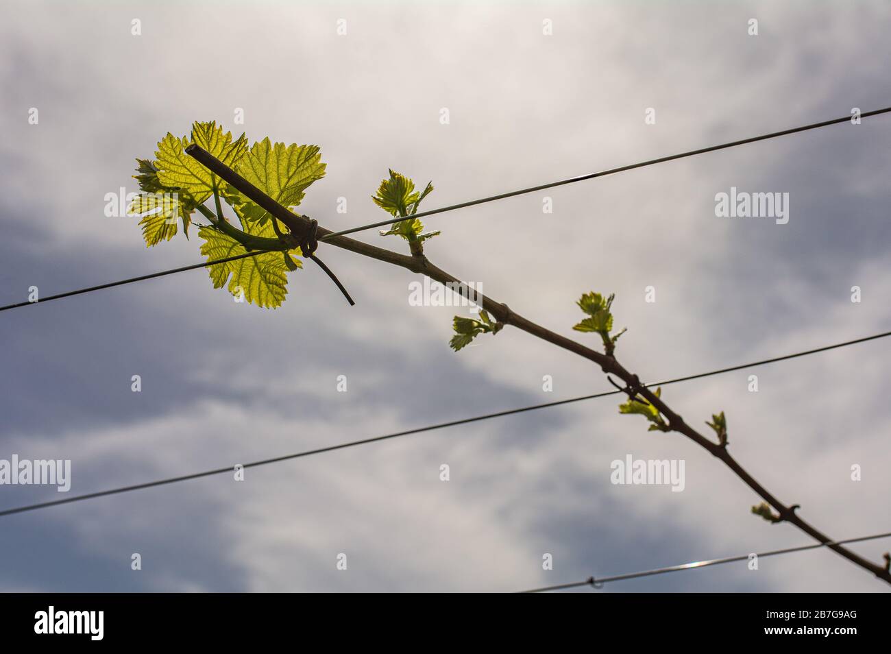 Junge grüne zarte Blätter der Trauben auf dem Hintergrund der blauen Himmel im Frühjahr Stockfoto