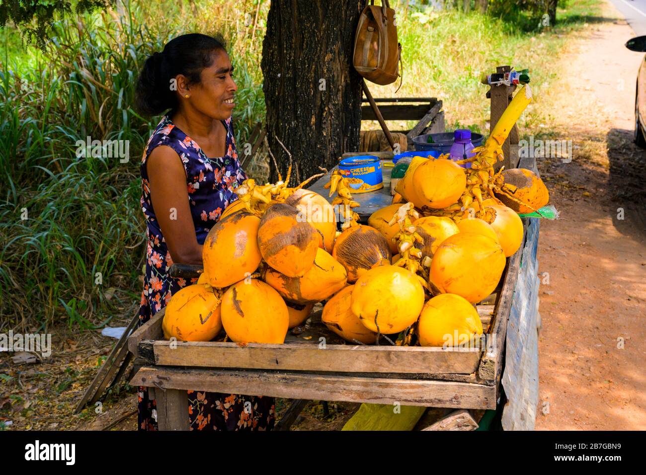 Südasien Sri Lanka typische Straßen-Szene frische gelbe Kokosnussgetränke Holzstall Lokale Dame Vendor Trees Stockfoto