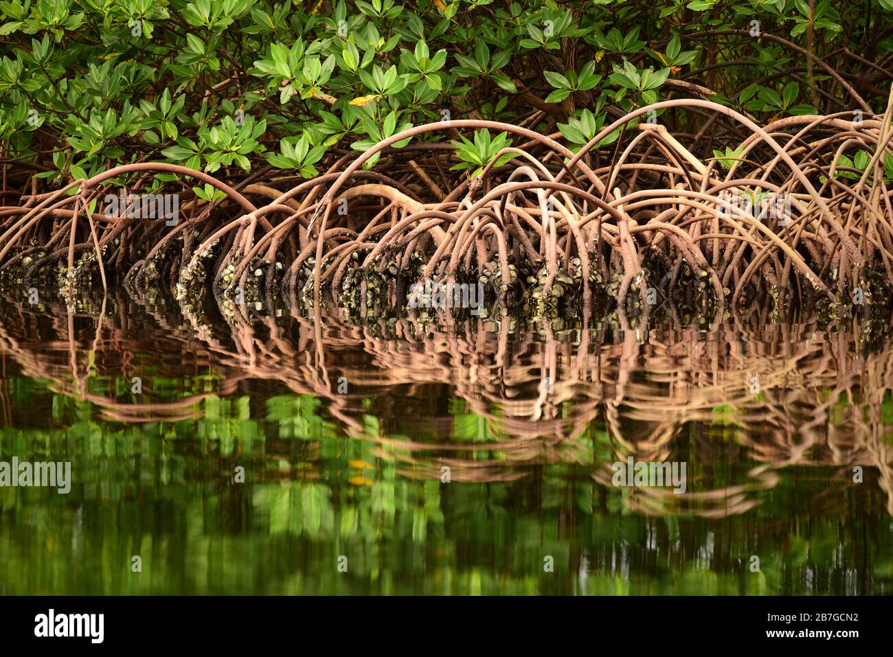 Nahaufnahme von Mangroven und Wurzeln mit Reflexionen in einem Torf-Sumpf. Bocas del Toro, Panama, Mittelamerika Stockfoto