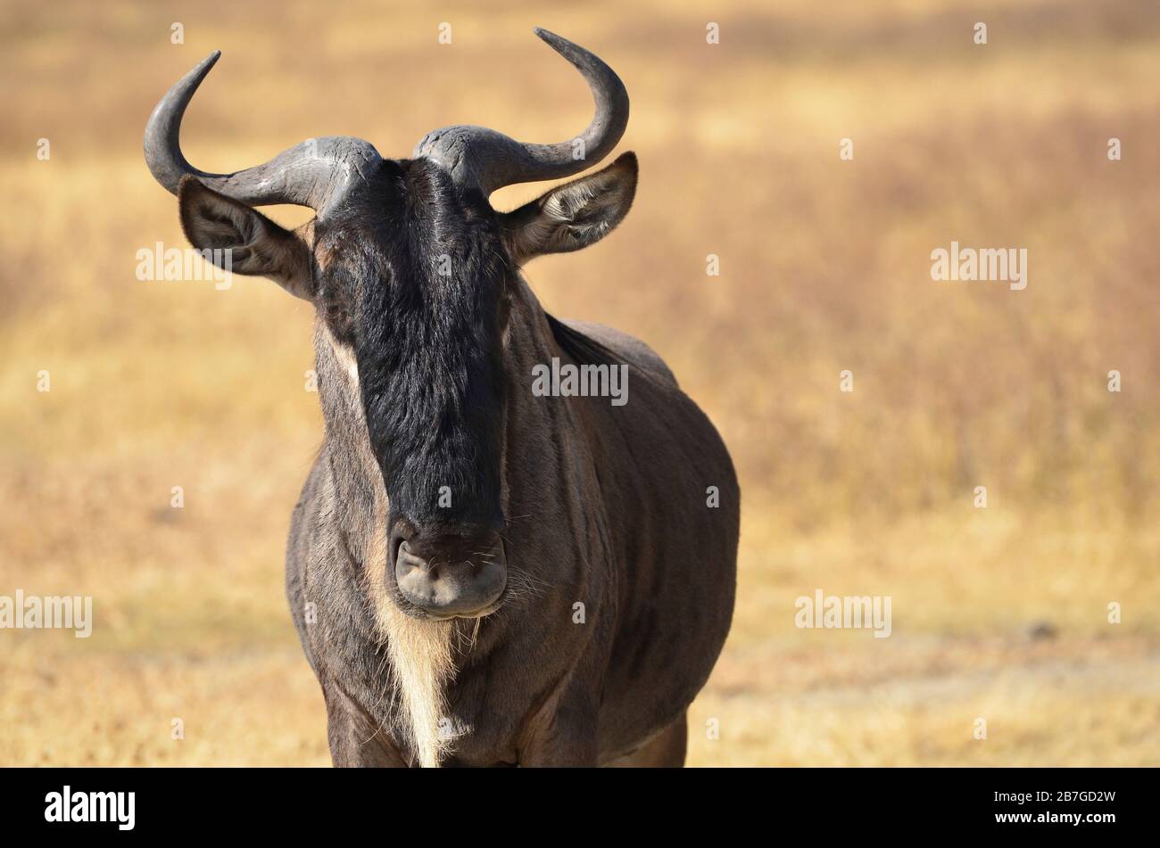 Porträt eines Wildebeisten (Connochaetes taurinus) in der afrikanischen Savanne. Serengeti-Nationalpark, Tansania Stockfoto