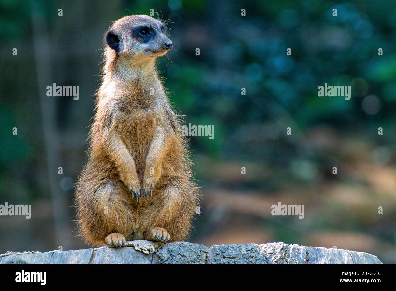 Auf einem Baumstamm sitzend Stockfoto