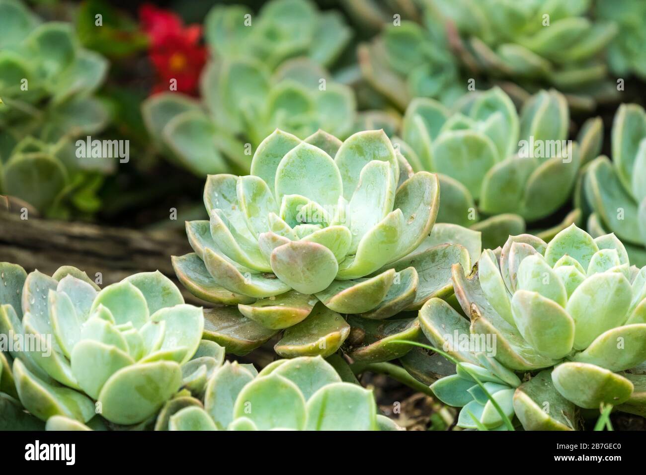 Gruppe der Echeveria saftigen Pflanzen in einem Garten in Südafrika Stockfoto