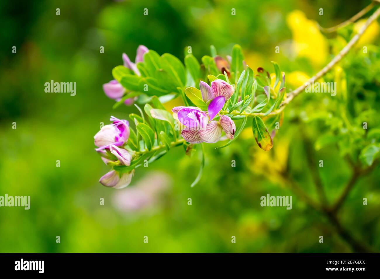 Nahaufnahme der lila- oder lilafarbenen Blumen des Septemberbusches oder der Polygala myrtifolia, die ein immergrüner, gegen Dürre resistenter Strauch Südafrikas ist Stockfoto