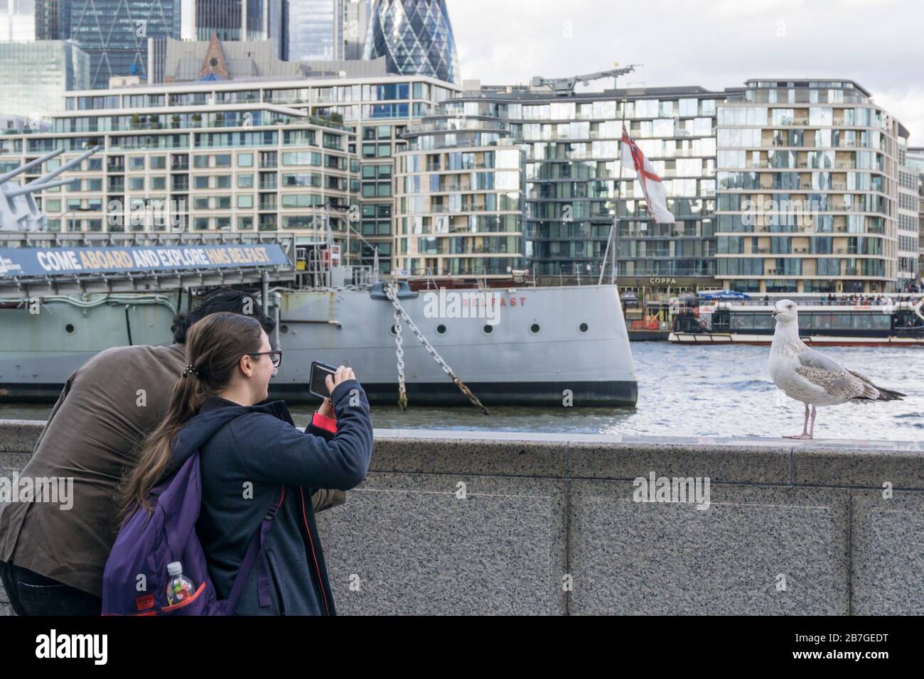 Möwe posiert, sein Foto auf einem Handy von Touristen machen zu lassen. Neben der "HMS Belfast" an der Themse. Stockfoto