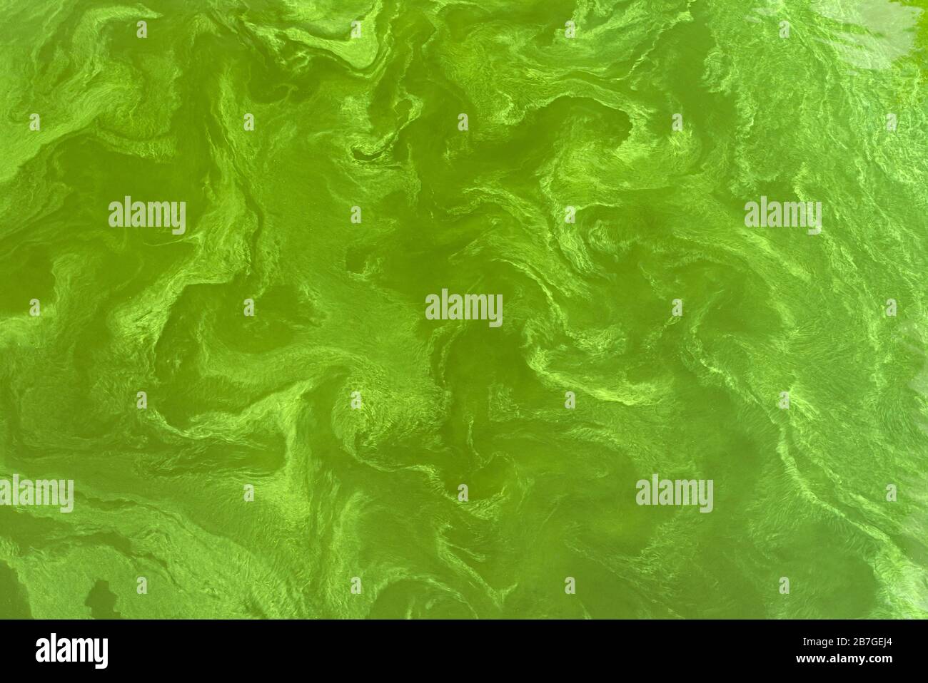 Draufsicht über den ukrainischen Fluss Dnipro, der von Cyanobakterien infolge der Entwicklung von Phytoplankton in heißen Jahreszeiten bedeckt ist Stockfoto