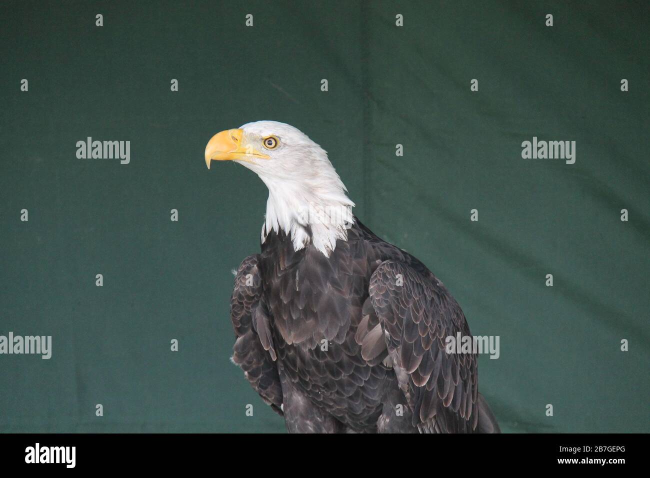 Der scharfe Schnabel und der Kopf eines weiblichen Bald-Eagle-Vogels. Stockfoto