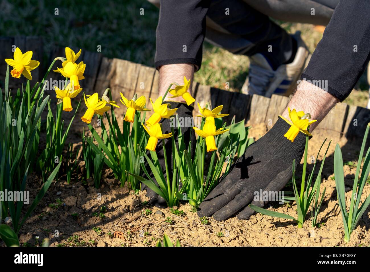 Die Hände des Menschen, der sich um Gartenpflege kümmert, bepflanzen Narzienblumen Stockfoto