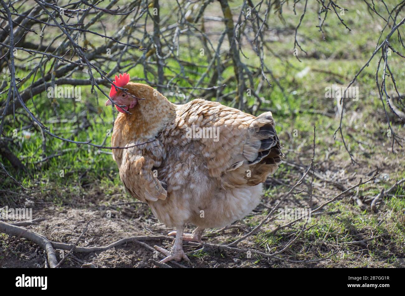 Glückliche Hühner/Hahn Freilichhaltung Stockfoto