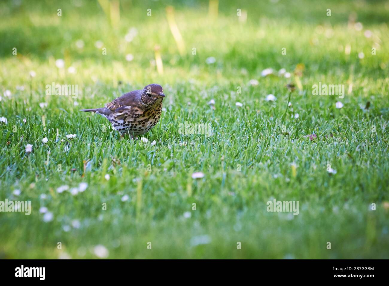 Singdrossel in der Wiese (Turdus Philomelos) Stockfoto