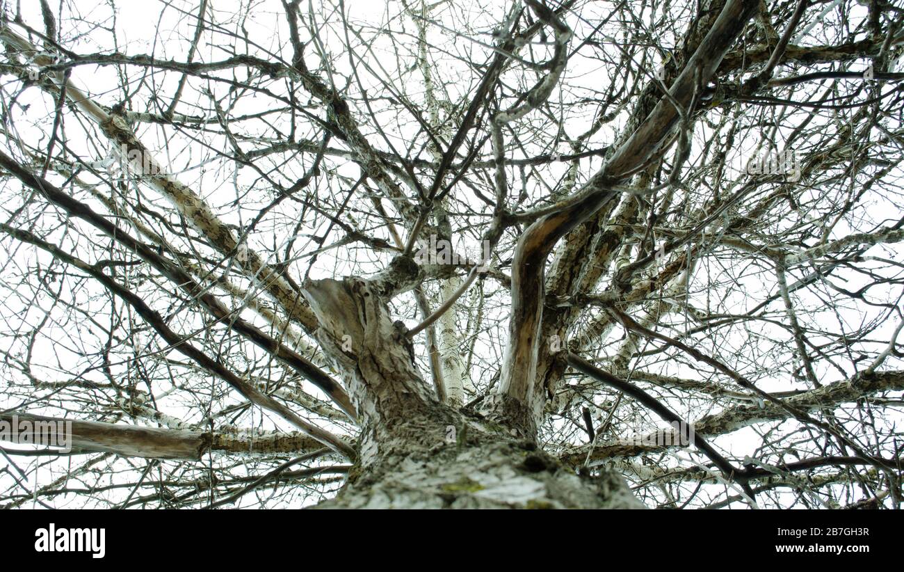 Aufsuchen. Himmel durch die Baumzweige. Ansicht durch den Baum. Stockfoto