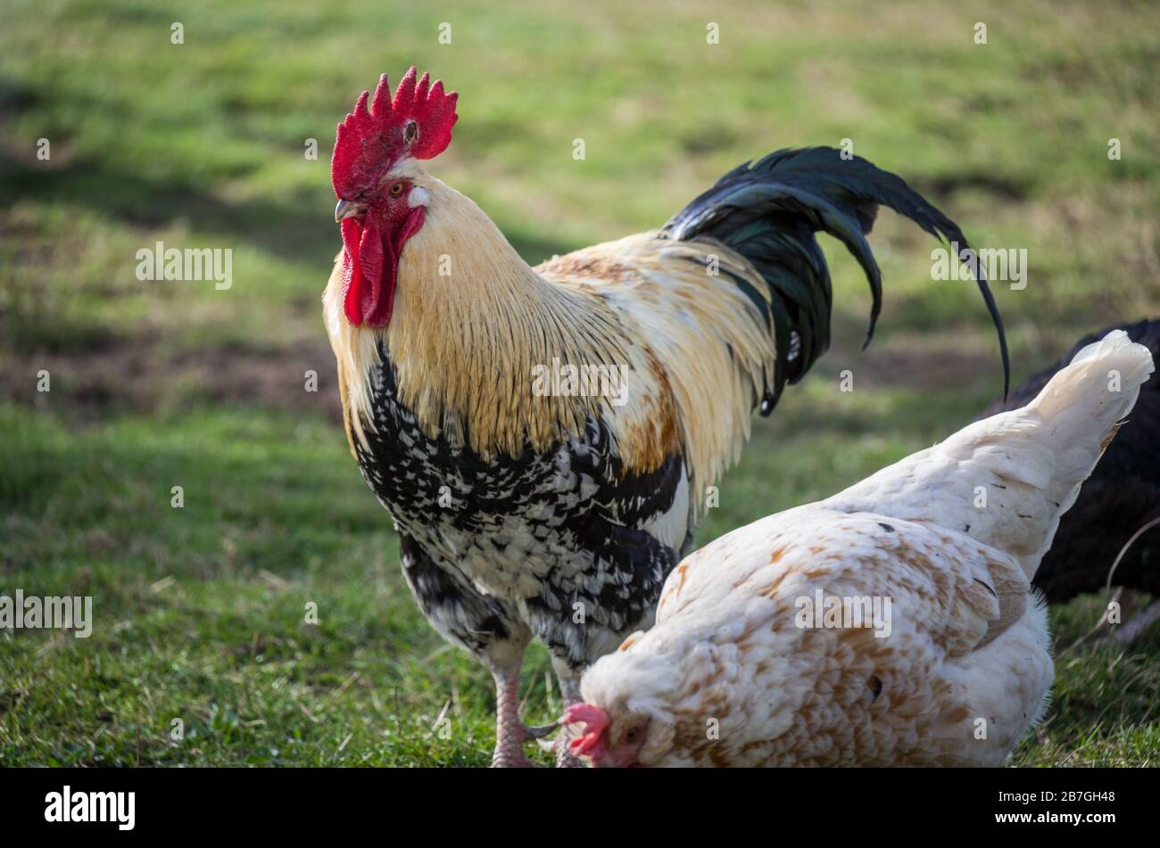 Glückliche Hühner/Hahn Freilichhaltung Stockfoto