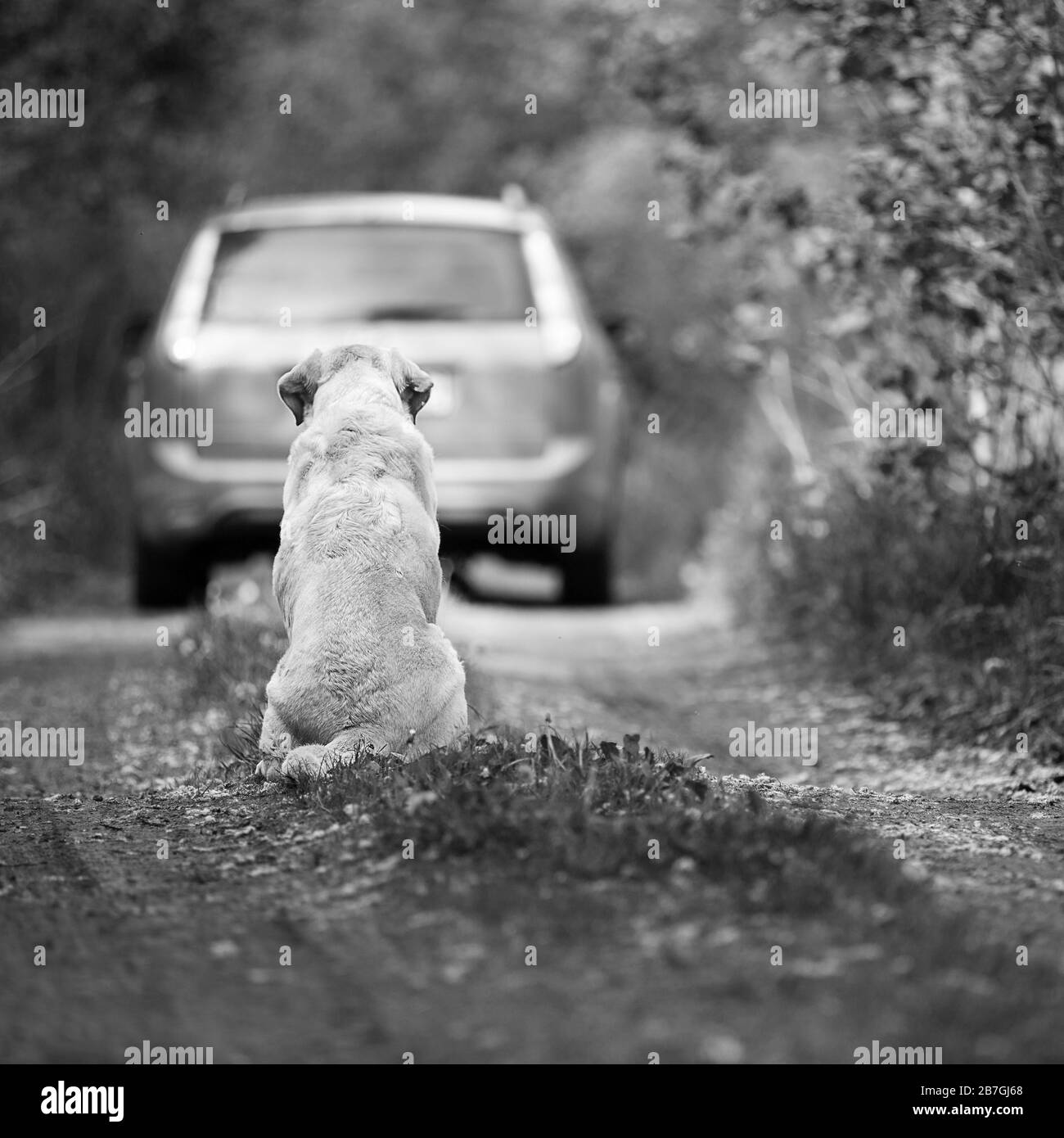 Verlassene Hunderasse Labrador Retriever auf einer Landstraße Stockfoto