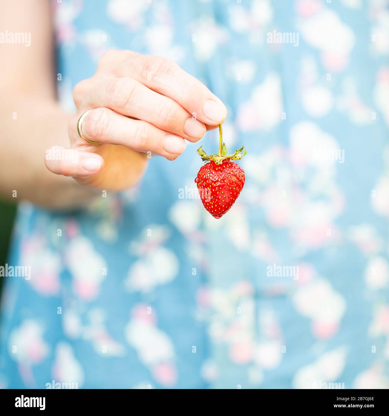 Eine Frau, die eine Erdbeere in der Hand hält Stockfoto