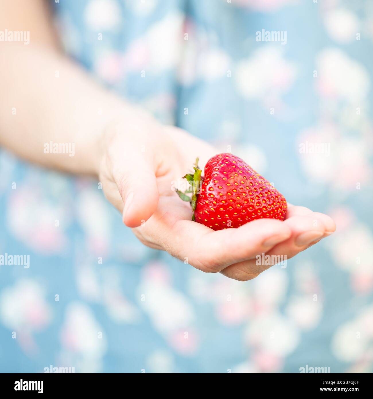 Eine Frau, die eine Erdbeere in der Hand hält Stockfoto