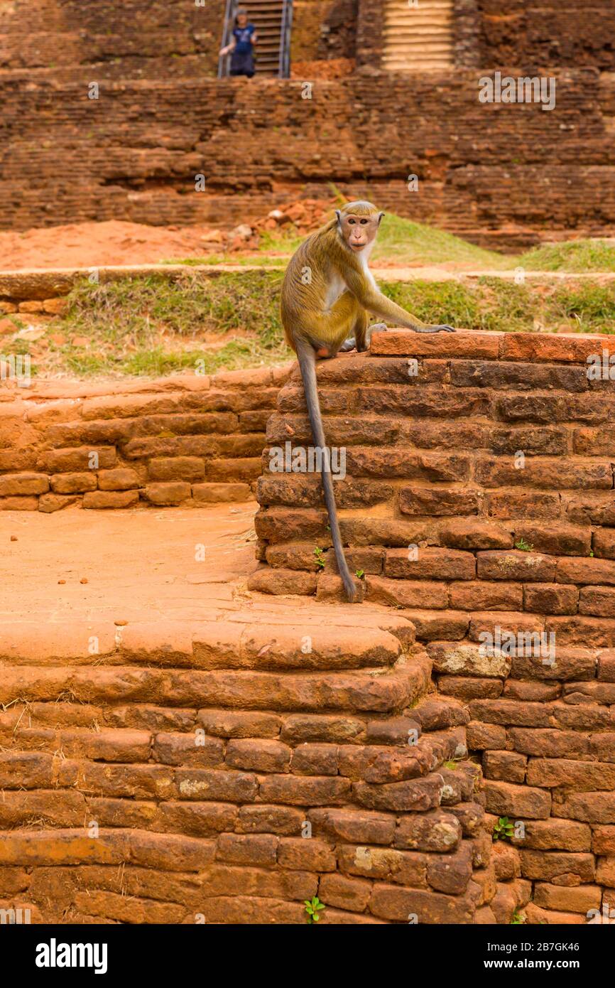 Asien Sri Lanka Sigiriya Rock Palace Complex Ruins Wild Toque Macaque Macaca Sinica Affe Detail Treppe Stufen rote Steine Bäume Touristen Stockfoto