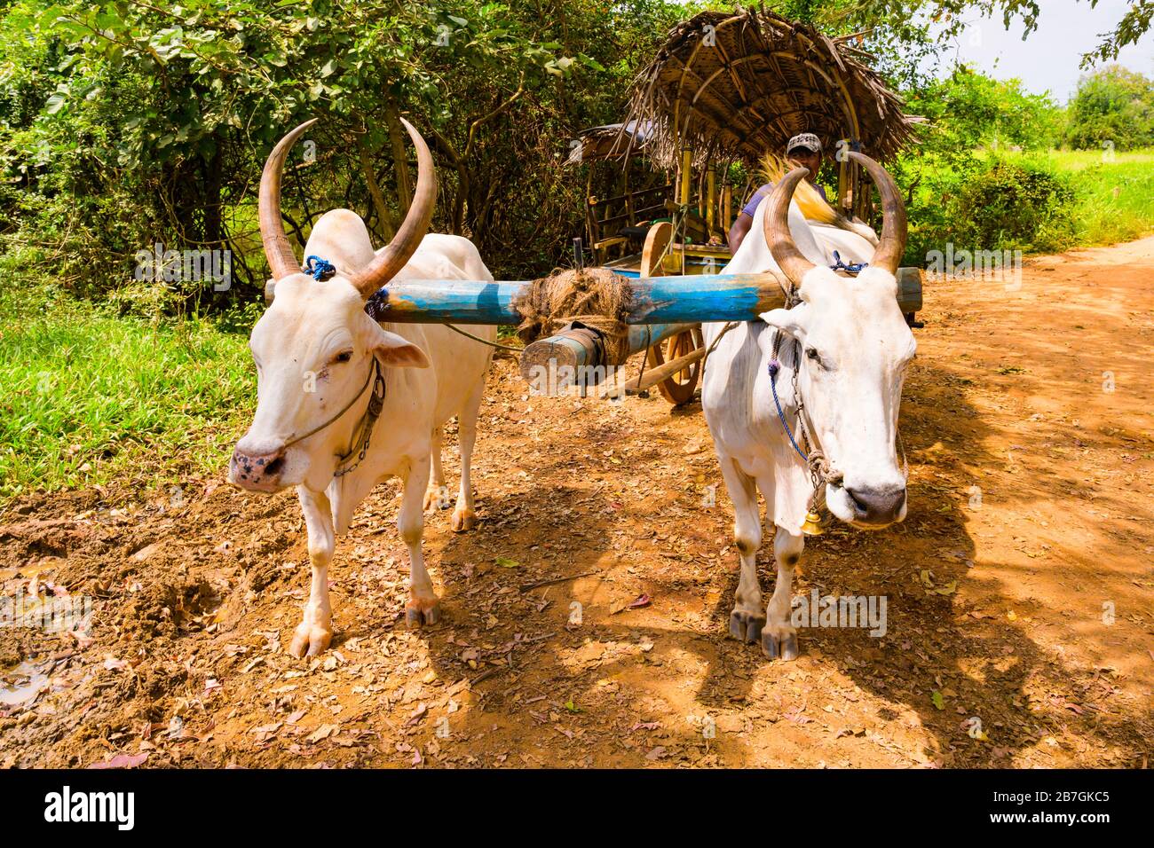 Südasien Sri Lanka Sigiriya Ceylon traditionelle Karre weiße Bullen Bullen Oxen lange Hörner Holzräder Seil Zügel Bäume rote Erde Feld Stockfoto