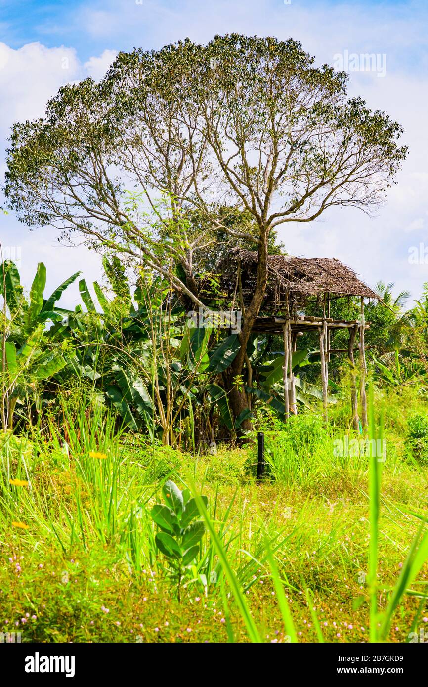 Südasien Sri Lanka Sigiriya Ceylon Farmers Feldbaum Holzhackhaus Suche nach wilden Elefanten zum Schutz der Ernte Stockfoto