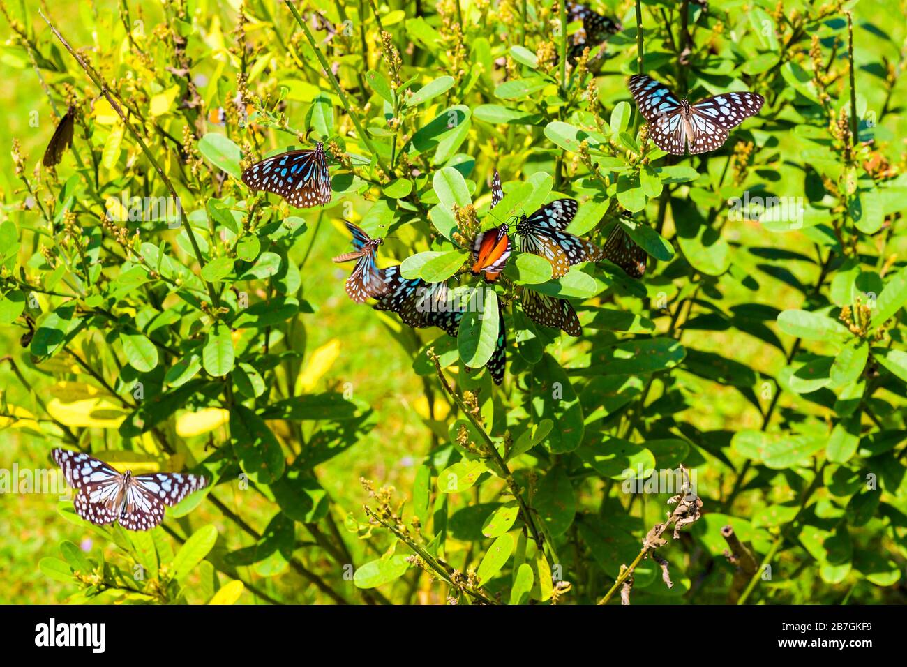 Asien Sri Lanka Polonnaruwa Dipauyana Buschstrauch mit Sternenhaufen Dunkelblaue Tiger-Schmetterlinge Tirumala Septentrionis Ceylon Palmfly oder Orange Plain Tiger Stockfoto