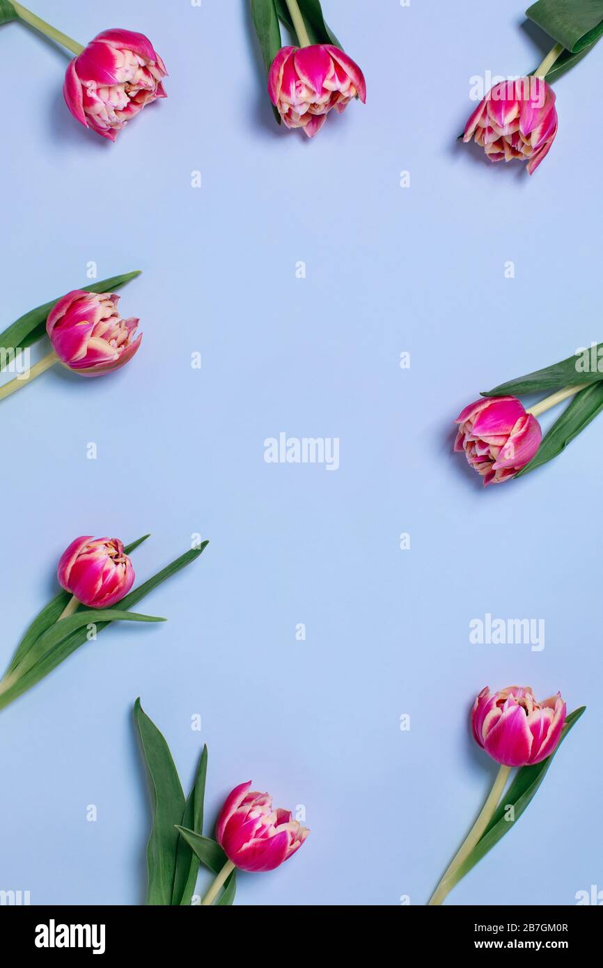 Grußkarte mit Tulpen auf blauem Hintergrund und Platz für Ihren Text in der Mitte. Vertikale Ebene Lage. Stockfoto