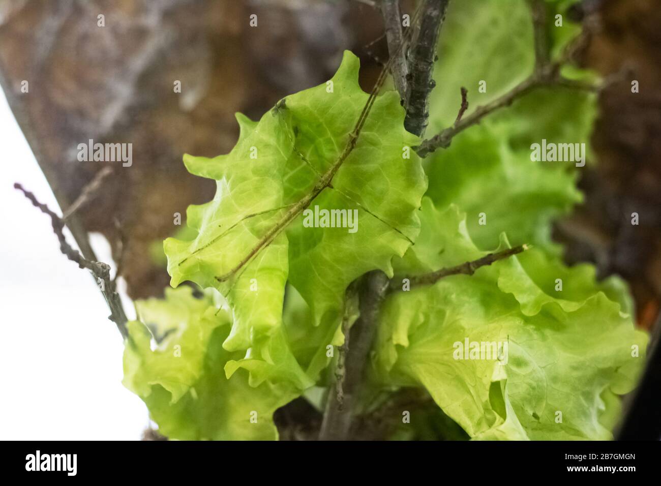 Insektenstab auf einem grünen Blatt nah oben Stockfoto